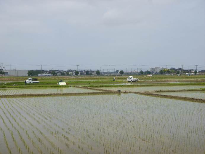 田植え