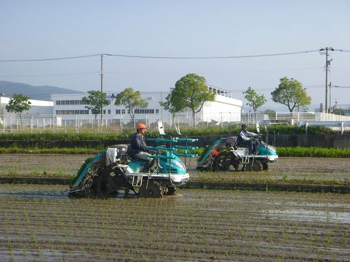 田植え