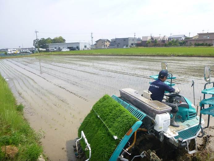 田植え