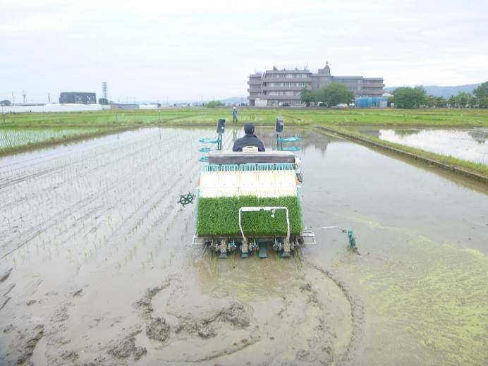 田植え