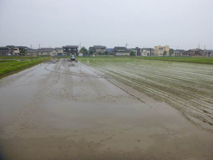 田植え