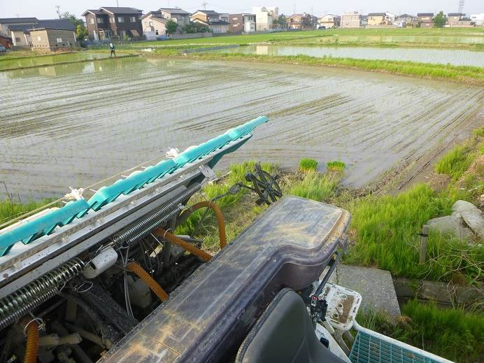 田植え