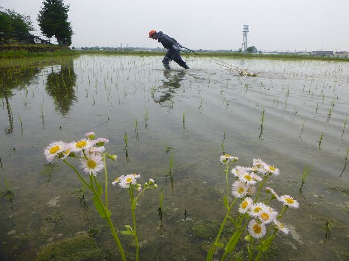 チェーン除草