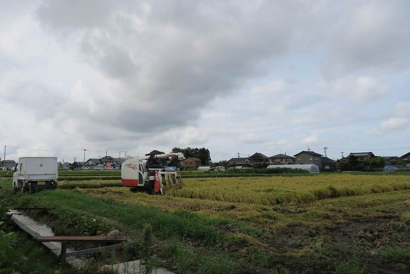 普通じゃないコシヒカリ