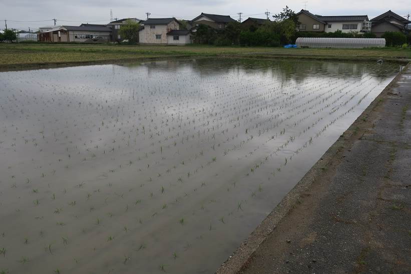 田植え