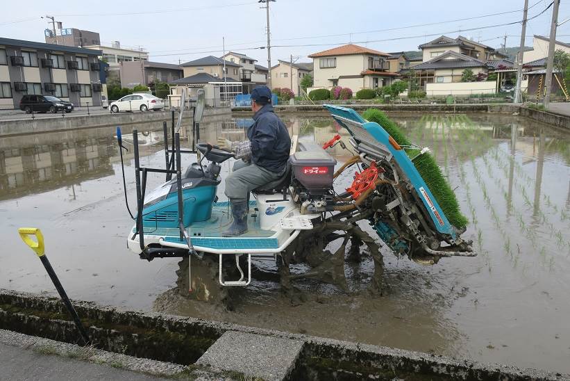 田植え