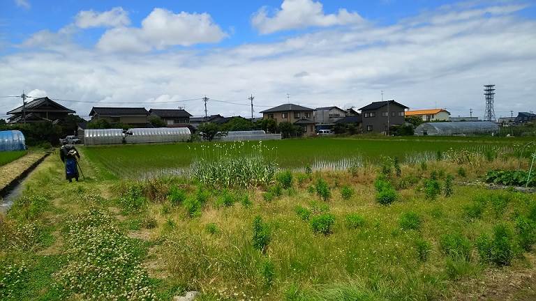 藤平地区草刈り