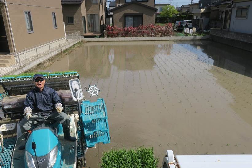 田植え