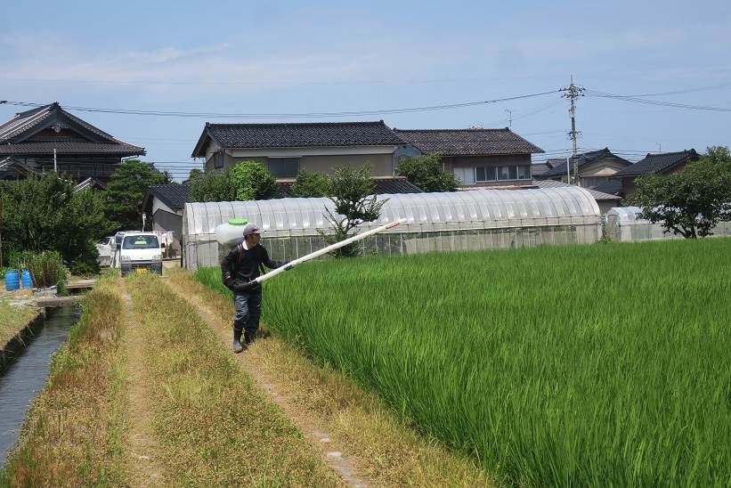 普通じゃないコシヒカリ