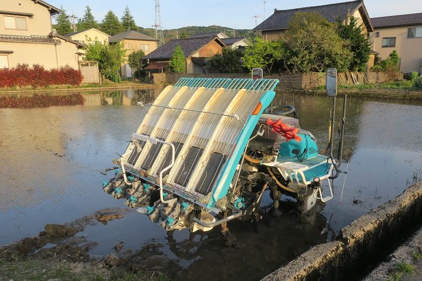 田植え