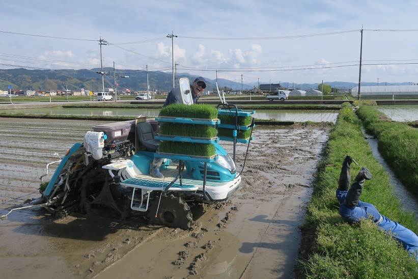 田植え