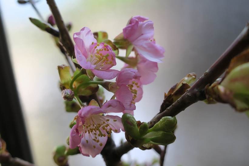 河津桜