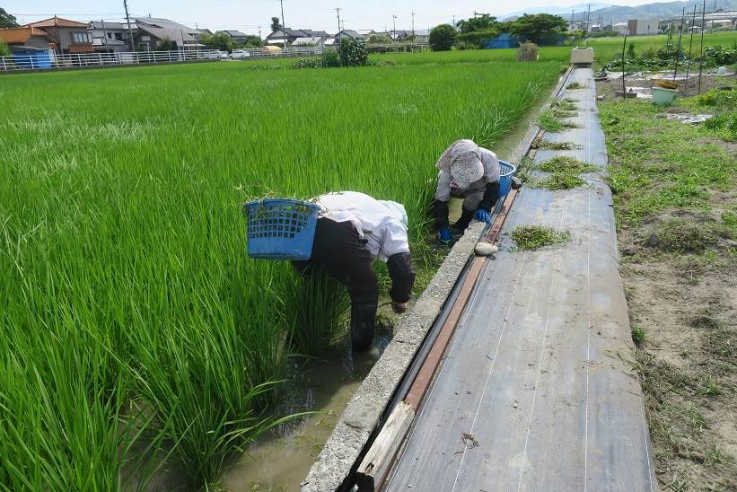 草取り