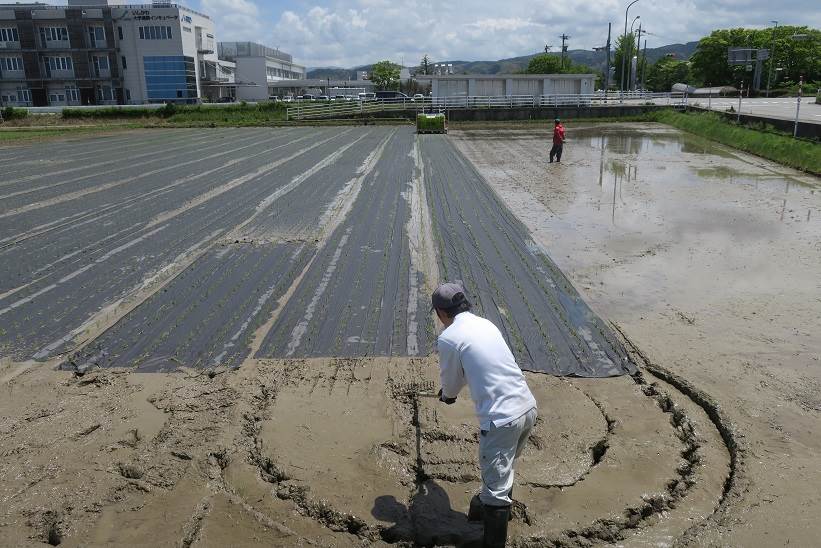 紙マルチ田植え