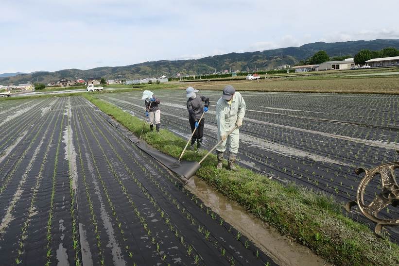 紙マルチ田植え