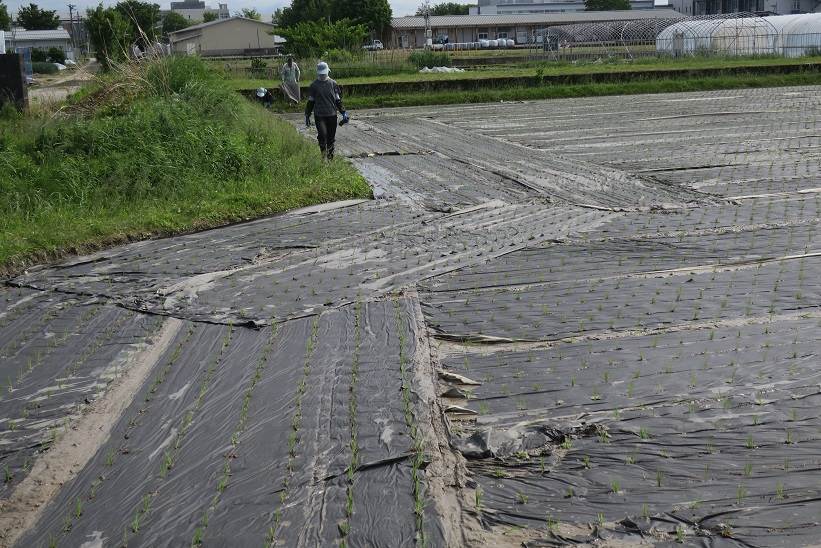 紙マルチ田植え