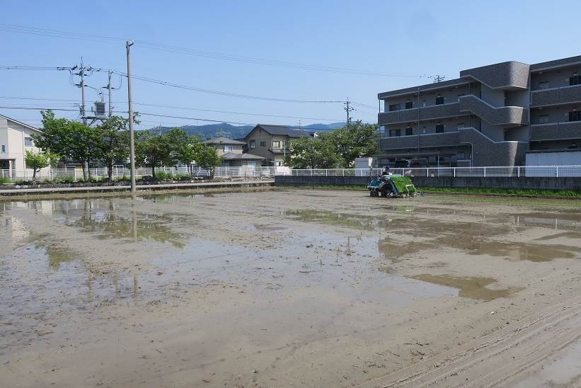 普通にミルキークィーン