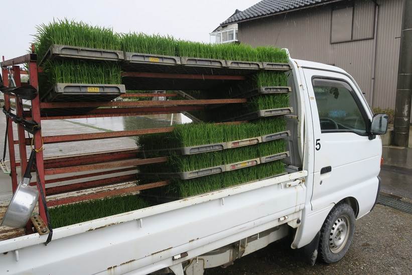 田植え