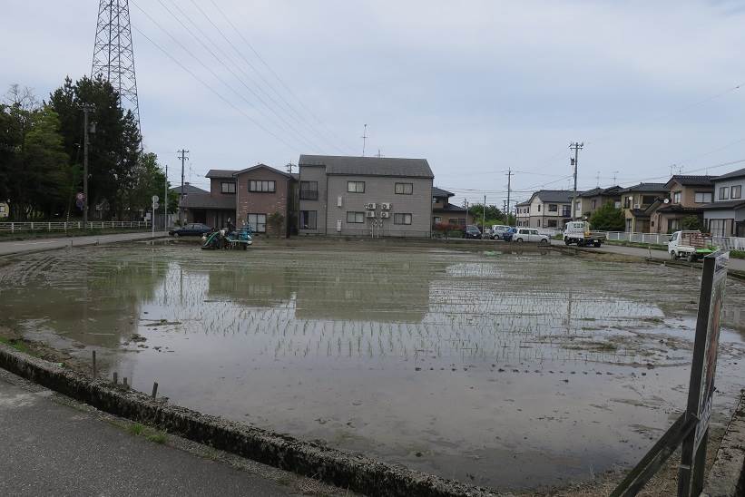 田植え