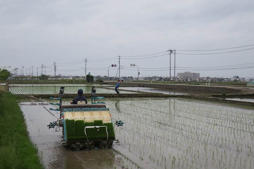 田植え