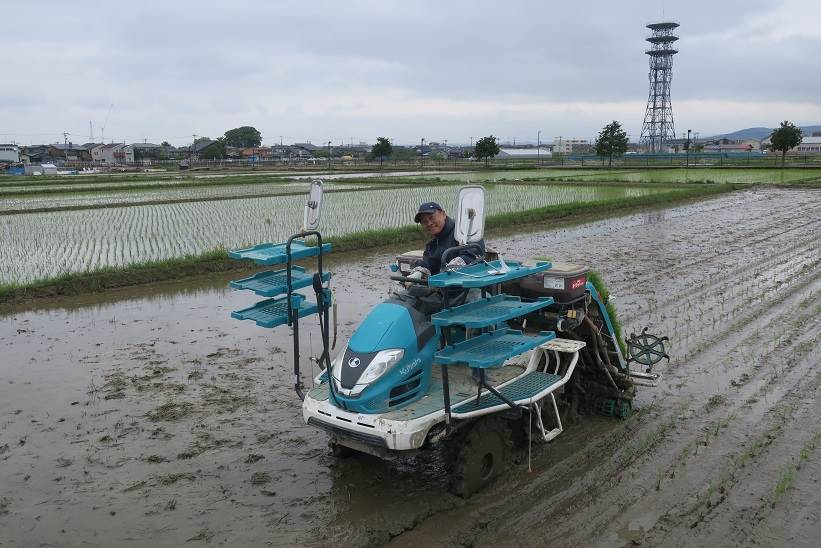 田植え