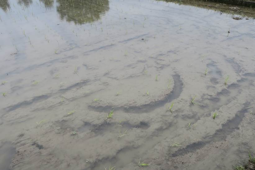 竹ぼうき除草