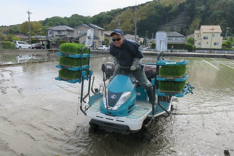 田植え