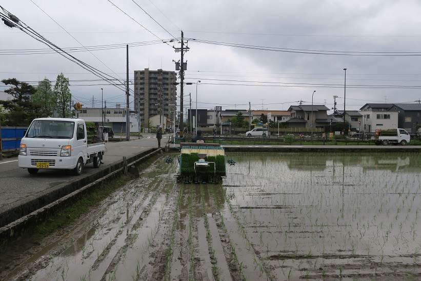 田植え