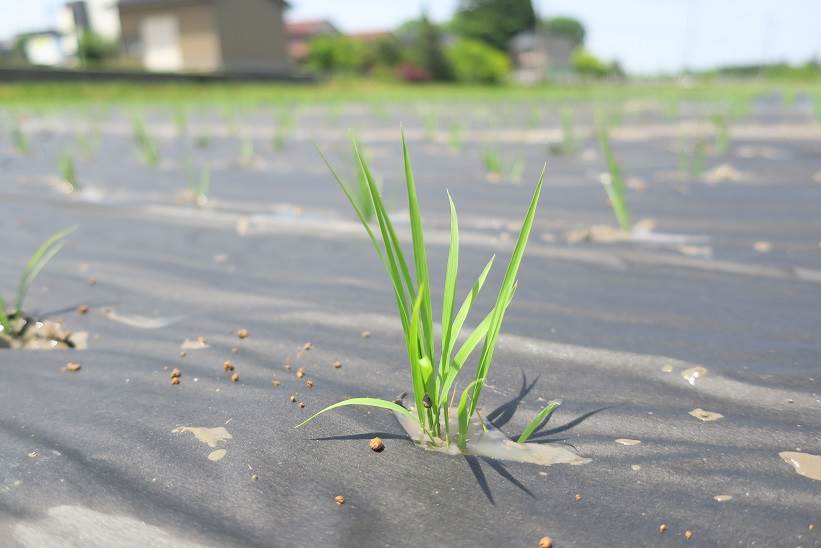 紙マルチ田植え