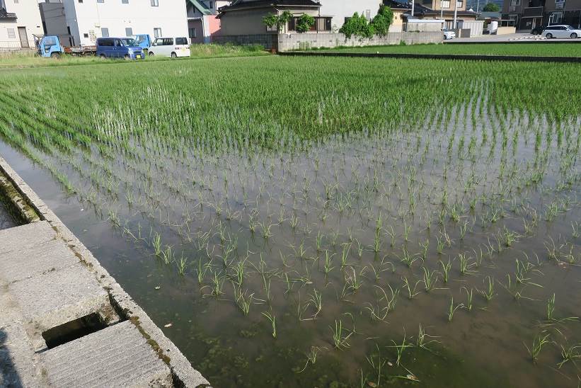 除草剤