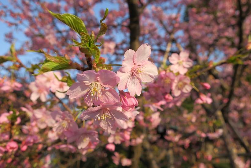 河津桜