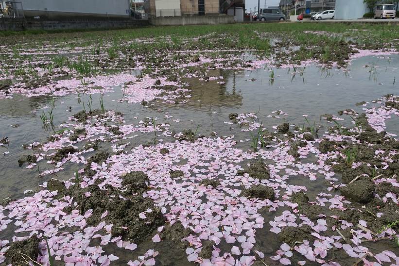 桜吹雪