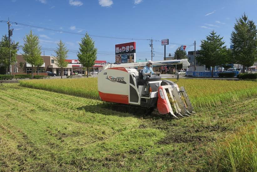 コシヒカリ