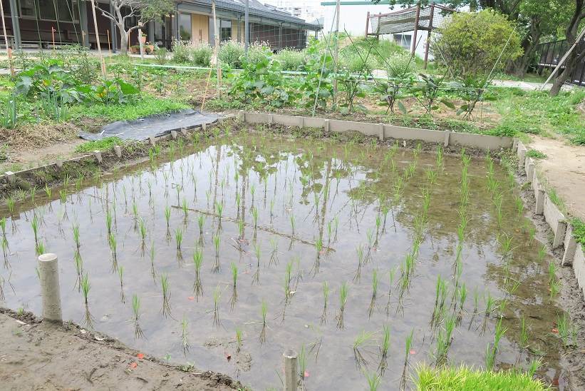 扇が丘幼稚園