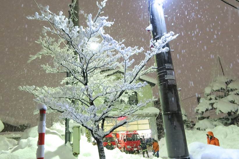 雪桜