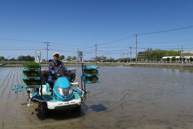 田植え