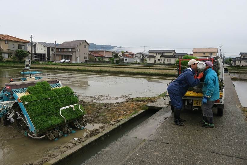 コシヒカリ