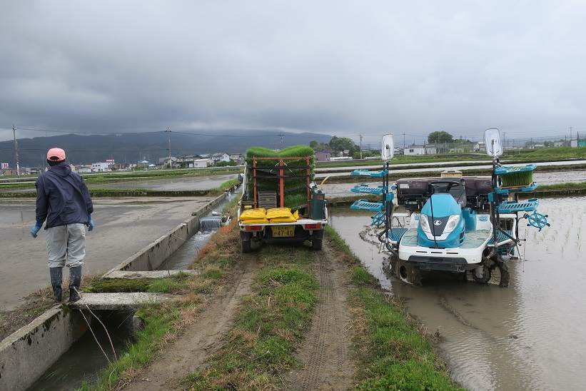 田植え