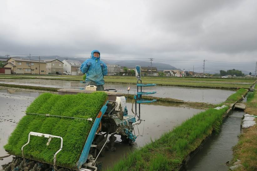 田植え