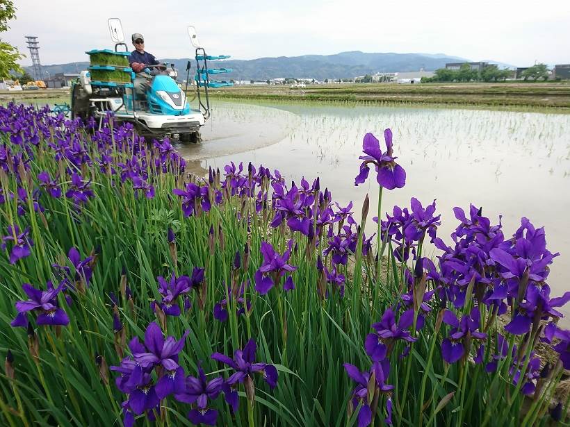 田植え