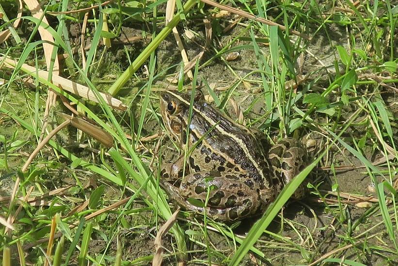 トノサマガエル