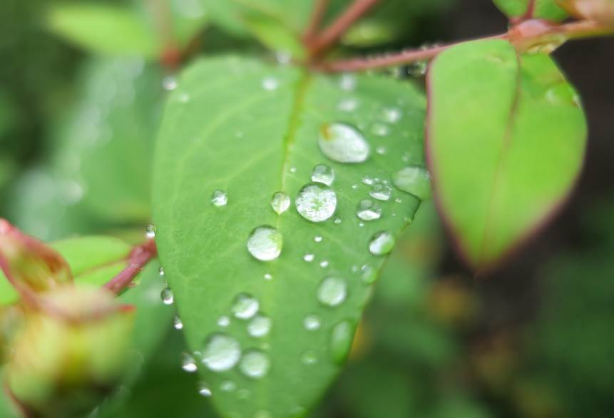 梅雨