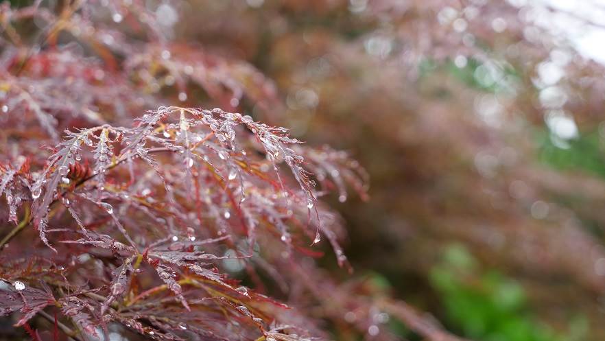 雨