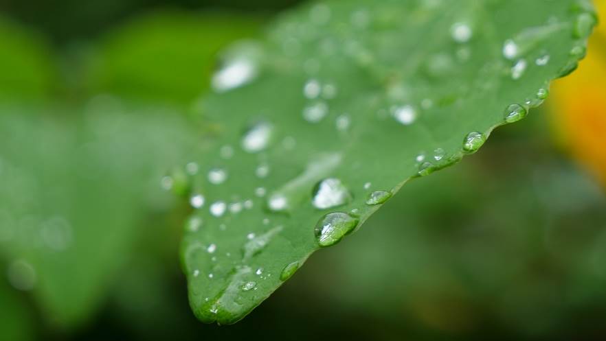 雨