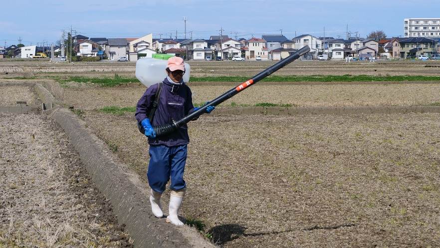 普通のコシヒカリ