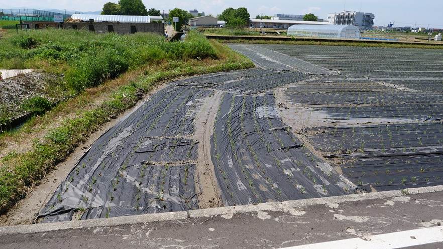 紙マルチ田植え