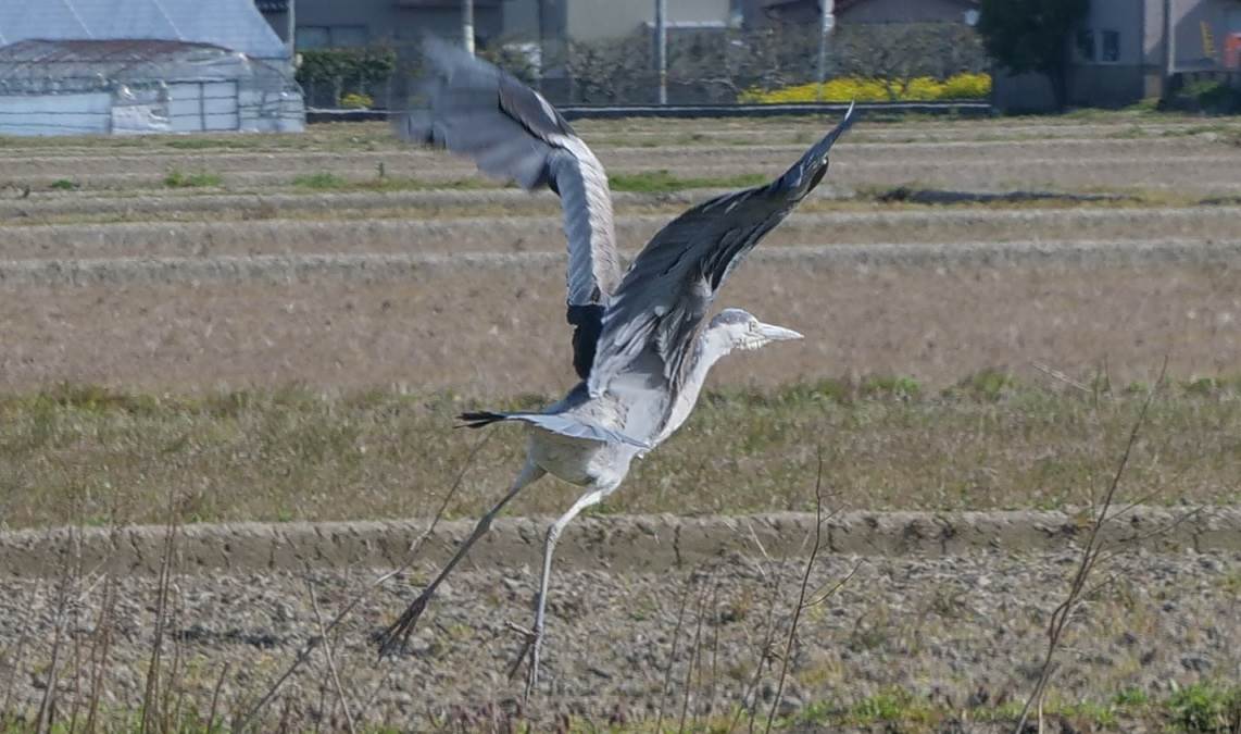 アオサギ