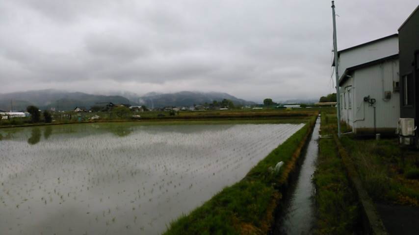 田植え