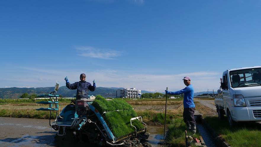 田植え