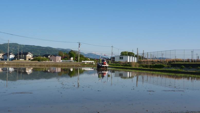 田植え